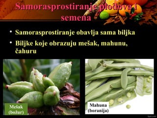 Samorasprostiranje plodova iSamorasprostiranje plodova i
semenasemena

Samorasprostiranje obavlja sama biljka

Biljke koje obrazuju mešak, mahunu,
čahuru
Mešak
(božur)
Mahuna
(boranija)
 