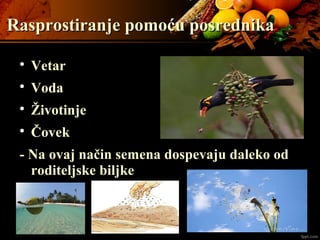 Rasprostiranje pomoću posrednikaRasprostiranje pomoću posrednika

Vetar

Voda

Životinje

Čovek
- Na ovaj način semena dospevaju daleko od
roditeljske biljke
 