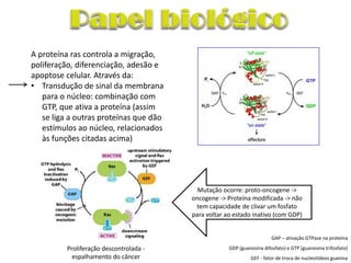 A proteína ras controla a migração,
poliferação, diferenciação, adesão e
apoptose celular. Através da:
• Transdução de sinal da membrana
   para o núcleo: combinação com
   GTP, que ativa a proteína (assim
   se liga a outras proteínas que dão
   estímulos ao núcleo, relacionados
   às funções citadas acima)




                                           Mutação ocorre: proto-oncogene ->
                                         oncogene -> Proteína modificada -> não
                                          tem capacidade de clivar um fosfato
                                         para voltar ao estado inativo (com GDP)


                                                                         GAP – ativação GTPase na proteína

          Proliferação descontrolada -                GDP (guanosina difosfato) e GTP (guanosina trifosfato)
            espalhamento do câncer                             GEF - fator de troca de nucleotídeos guanina
 