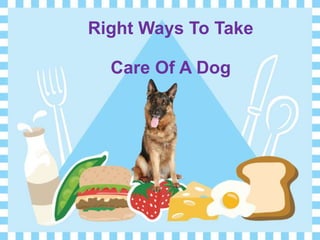 Right Ways To Take 
Care Of A Dog 
 