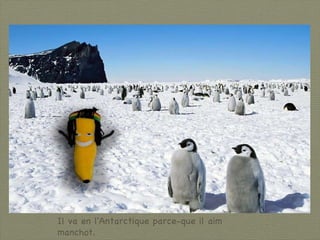 Il va en l'Antarctique parce-que il aim manchot. 