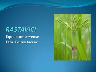 Equisetum arvense
Fam. Equisetaceae
 