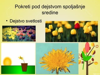 Pokreti pod dejstvom spoljašnje
sredine
• Dejstvo svetlosti
 