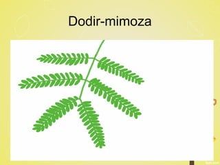 Dodir-mimoza
 
