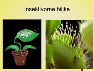 Insektivorne biljke
 