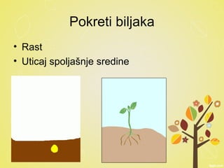 Pokreti biljaka
• Rast
• Uticaj spoljašnje sredine
 