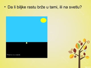 • Da li biljke rastu brže u tami, ili na svetlu?
 
