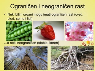 Ograničen i neograničen rast
• Neki biljni organi mogu imati ograničen rast (cvet,
plod, seme i list)
...a neki neograničen (stablo, koren)
 