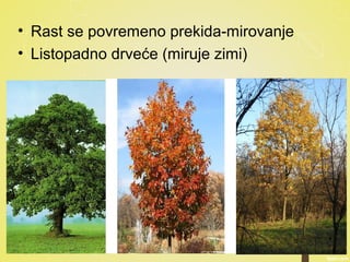 • Rast se povremeno prekida-mirovanje
• Listopadno drveće (miruje zimi)
 