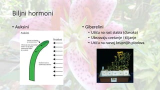 Biljni hormoni
• Auksini • Giberelini
• Utiču na rast stabla (članaka)
• Ubrzavaju cvetanje i klijanje
• Utiču na razvoj krupnijih plodova
 