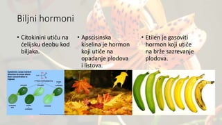 Biljni hormoni
• Citokinini utiču na
ćelijsku deobu kod
biljaka.
• Apscisinska
kiselina je hormon
koji utiče na
opadanje plodova
i listova.
• Etilen je gasoviti
hormon koji utiče
na brže sazrevanje
plodova.
 