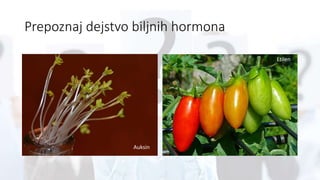 Prepoznaj dejstvo biljnih hormona
Auksin
Etilen
 
