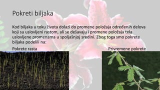Pokreti biljaka
Kod biljaka u toku života dolazi do promene položaja određenih delova
koji su uslovljeni rastom, ali se dešavaju i promene položaja tela
uslovljene promenama u spoljašnjoj sredini. Zbog toga smo pokrete
biljaka podelili na:
Pokrete rasta Privremene pokrete
 