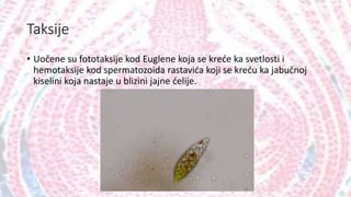 Taksije
• Uočene su fototaksije kod Euglene koja se kreće ka svetlosti i
hemotaksije kod spermatozoida rastavića koji se kreću ka jabučnoj
kiselini koja nastaje u blizini jajne ćelije.
 