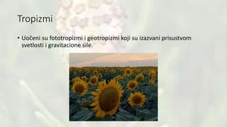 Tropizmi
• Uočeni su fototropizmi i geotropizmi koji su izazvani prisustvom
svetlosti i gravitacione sile.
 