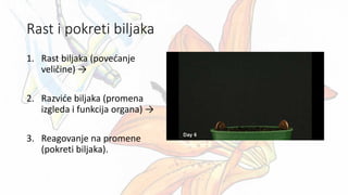 Rast i pokreti biljaka
1. Rast biljaka (povećanje
veličine) →
2. Razviće biljaka (promena
izgleda i funkcija organa) →
3. Reagovanje na promene
(pokreti biljaka).
 