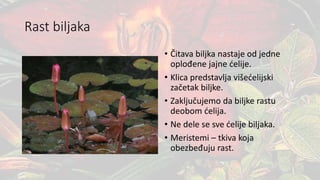 Rast biljaka
• Čitava biljka nastaje od jedne
oplođene jajne ćelije.
• Klica predstavlja višećelijski
začetak biljke.
• Zaključujemo da biljke rastu
deobom ćelija.
• Ne dele se sve ćelije biljaka.
• Meristemi – tkiva koja
obezbeđuju rast.
 