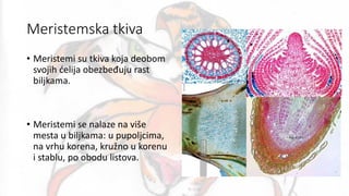 Meristemska tkiva
• Meristemi su tkiva koja deobom
svojih ćelija obezbeđuju rast
biljkama.
• Meristemi se nalaze na više
mesta u biljkama: u pupoljcima,
na vrhu korena, kružno u korenu
i stablu, po obodu listova.
 