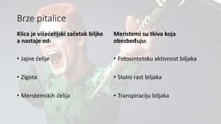 Brze pitalice
Klica je višećelijski začetak biljke
a nastaje od:
• Jajne ćelije
• Zigota
• Merstemskih ćelija
Meristemi su tkiva koja
obezbeđuju:
• Fotosintetsku aktivnost biljaka
• Stalni rast biljaka
• Transpiraciju biljaka
 