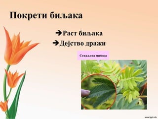Покрети биљака
Раст биљака
Дејство дражи
Стидљива мимоза
 