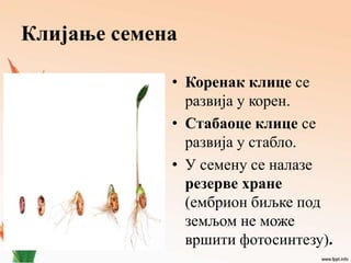 Клијање семена
• Коренак клице се
развија у корен.
• Стабаоце клице се
развија у стабло.
• У семену се налазе
резерве хране
(ембрион биљке под
земљом не може
вршити фотосинтезу).
 