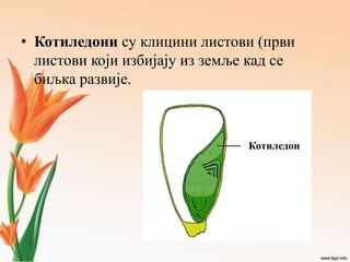 • Котиледони су клицини листови (први
листови који избијају из земље кад се
биљка развије.
Котиледон
 