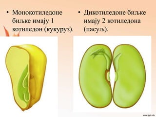 • Монокотиледоне
биљке имају 1
котиледон (кукуруз).
• Дикотиледоне биљке
имају 2 котиледона
(пасуљ).
 