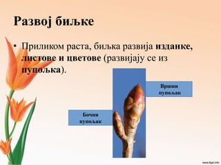 Развој биљке
• Приликом раста, биљка развија изданке,
листове и цветове (развијају се из
пупољка).
Бочни
пупољак
Вршни
пупољак
 
