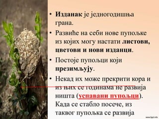 • Изданак је једногодишња
грана.
• Развиће на себи нове пупољке
из којих могу настати листови,
цветови и нови изданци.
• Постоје пупољци који
презимљују.
• Некад их може прекрити кора и
из њих се годинама не развија
ништа (успавани пупољци).
Када се стабло посече, из
таквог пупољка се развија
 