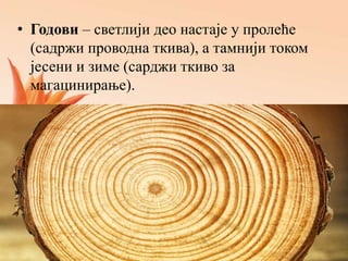 • Годови – светлији део настаје у пролеће
(садржи проводна ткива), а тамнији током
јесени и зиме (сарджи ткиво за
магацинирање).
 