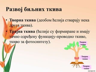 Развој биљних ткива
• Творна ткива (деобом ћелија стварају нека
друга ткива).
• Трајна ткива (ћелије су формиране и имају
тачно одређену функцију-проводно ткиво,
ткиво за фотосинтезу). Творна
ткива
Творна
ткива
Творна
ткива
 