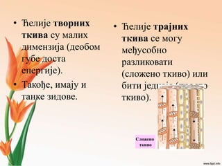 • Ћелије творних
ткива су малих
димензија (деобом
губе доста
енергије).
• Такође, имају и
танке зидове.
• Ћелије трајних
ткива се могу
међусобно
разликовати
(сложено ткиво) или
бити једнаје (просто
ткиво).
Сложено
ткиво
 