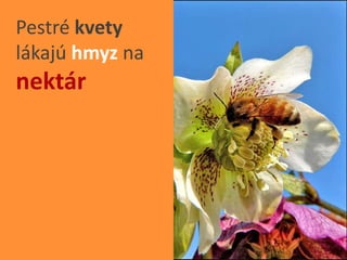 Easy Rastliny Rastliny - Kvety | PPTX