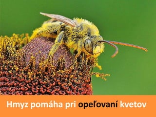 Easy Rastliny Rastliny - Kvety | PPTX