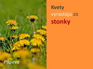 Easy Rastliny Rastliny - Kvety | PPTX