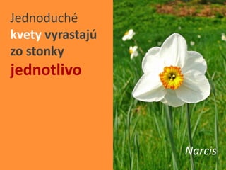 Easy Rastliny Rastliny - Kvety | PPTX