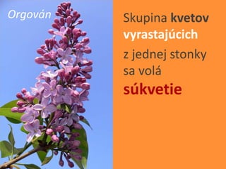 Easy Rastliny Rastliny - Kvety | PPTX