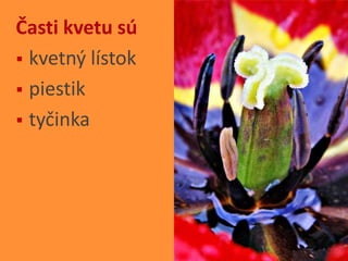 Easy Rastliny Rastliny - Kvety | PPTX