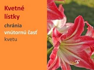 Easy Rastliny Rastliny - Kvety | PPTX