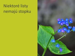 Rastliny - Listy | PPT