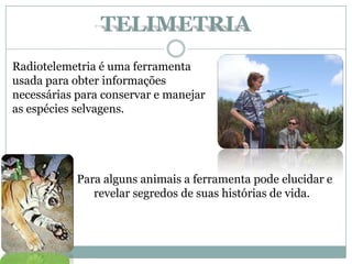 TELIMETRIA
Radiotelemetria é uma ferramenta
usada para obter informações
necessárias para conservar e manejar
as espécies selvagens.
Para alguns animais a ferramenta pode elucidar e
revelar segredos de suas histórias de vida.
 
