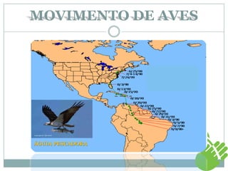 MOVIMENTO DE AVES
ÁGUIA PESCADORA
 