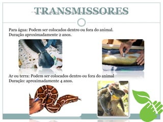 Para água: Podem ser colocados dentro ou fora do animal.
Duração aproximadamente 2 anos.
Ar ou terra: Podem ser colocados dentro ou fora do animal
Duração: aproximadamente 4 anos.
TRANSMISSORES
 