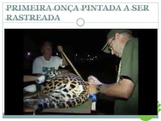PRIMEIRA ONÇA PINTADA A SER
RASTREADA
 
