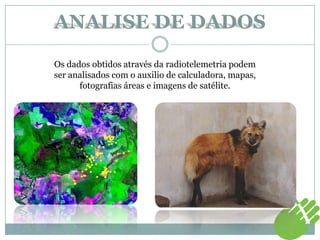 ANALISE DE DADOS
Os dados obtidos através da radiotelemetria podem
ser analisados com o auxilio de calculadora, mapas,
fotografias áreas e imagens de satélite.
 