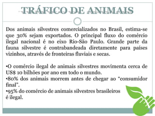 TRÁFICO DE ANIMAIS
Dos animais silvestres comercializados no Brasil, estima-se
que 30% sejam exportados. O principal fluxo do comércio
ilegal nacional é no eixo Rio-São Paulo. Grande parte da
fauna silvestre é contrabandeada diretamente para países
vizinhos, através de fronteiras fluviais e secas.
•O comércio ilegal de animais silvestres movimenta cerca de
US$ 10 bilhões por ano em todo o mundo.
•80% dos animais morrem antes de chegar ao “consumidor
final”.
•95% do comércio de animais silvestres brasileiros
é ilegal.
 