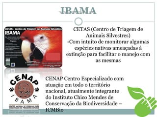 CETAS (Centro de Triagem de
Animais Silvestres)
-Com intuito de monitorar algumas
espécies nativas ameaçadas á
extinção para facilitar o manejo com
as mesmas
IBAMA
CENAP Centro Especializado com
atuação em todo o território
nacional, atualmente integrante
do Instituto Chico Mendes de
Conservação da Biodiversidade –
ICMBio
 