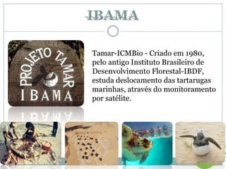 Tamar-ICMBio - Criado em 1980,
pelo antigo Instituto Brasileiro de
Desenvolvimento Florestal-IBDF,
estuda deslocamento das tartarugas
marinhas, através do monitoramento
por satélite.
IBAMA
 