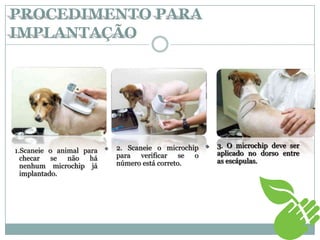1.Scaneie o animal para
checar se não há
nenhum microchip já
implantado.
 2. Scaneie o microchip
para verificar se o
número está correto.
 3. O microchip deve ser
aplicado no dorso entre
as escápulas.
PROCEDIMENTO PARA
IMPLANTAÇÃO
 