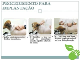  4. Use a mão para sentir o
local da implantação.
 5. Desinfete a pele no
local de implantação
usando algodão saturado
em álcool.
 6. Com uma das mãos,
levante a pele do animal
no local da implantação.
PROCEDIMENTO PARA
IMPLANTAÇÃO
 